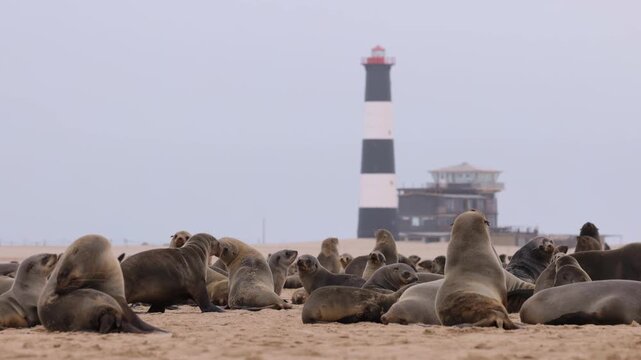 View of a large colony of Cape fur seals resting on the sandy beach at Pelican Point with the iconic lighthouse in the background in Walvis Bay, Namibia.
