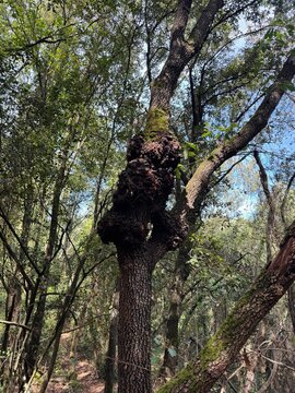 Tree trunk with large burl growth in forest