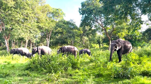 Asian Elephant herd browsing in sun-dappled deciduous woodland
