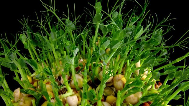 Seeds of peas are growing in time lapse filmed in macro against black background. Closeup view of new green plants appearing with fresh stems and leaves. Planting micro green herbs for healthy eating.