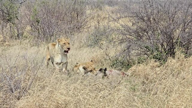 lioness and warthog