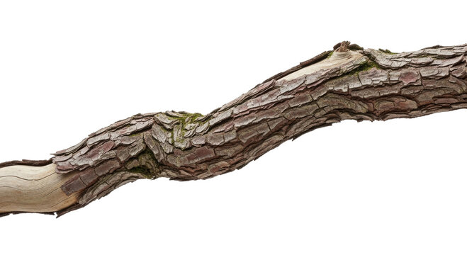 Close-up of a gnarled tree branch with rough bark isolated on a white background, showcasing its natural texture and organic form.