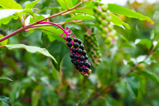 Ripe cluster of American pokeweed berries (Phytolacca americana) hanging from a shrub branch. Close-up of glossy black toxic fruits 
