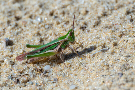 Dune grasshopper camouflaged on coastal sand, Egypt