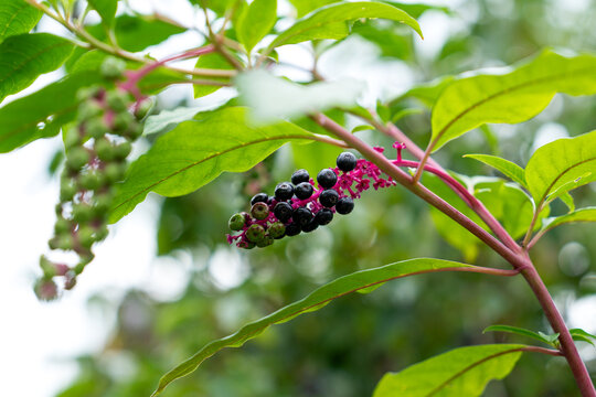 Dark purple Phytolacca americana pokeweed berries clustered on a vivid magenta stem surrounded by green leaves.