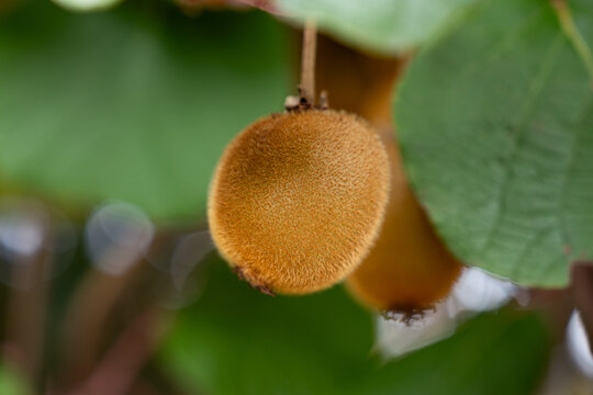 Growing Actinidia deliciosa or Chinese gooseberry kiwi fruits with fuzzy skin in farm plantation