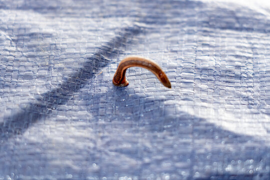 Land leech crawling in a curved position on a blue woven plastic tarp.
