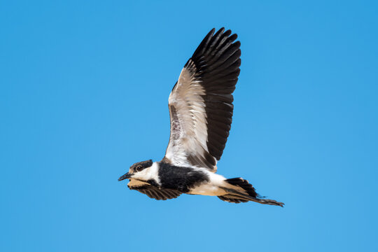 Juvenile spur-winged lapwing in flight, underwing view