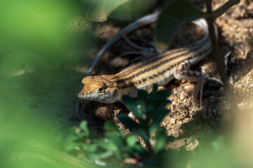 Fringe-toed lizard peering from coastal vegetation © ElNahas OÜ