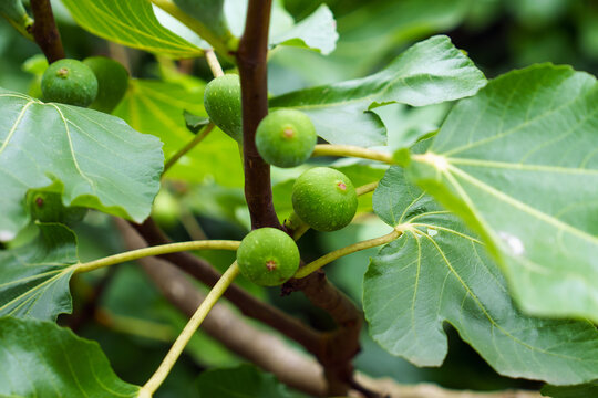 Green unripe fruits of Ficus carica growing on a shrub branch. Close-up of young figs among lush textured leaves 