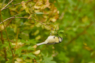 Blue tit hanging upside down from a slender leafy twig, gripping the branch with its feet © in_colors