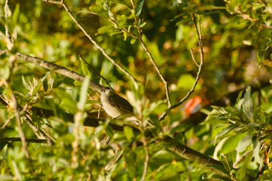Male blackcap perched on a tree branch among dense green foliage, partly surrounded by leaves