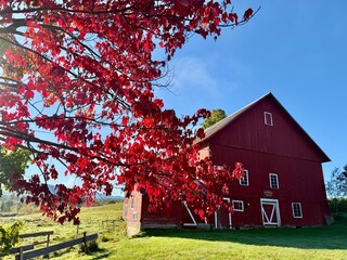 red barn in autumn with blue sky behind © DaiMar