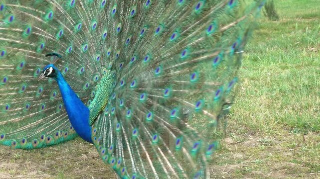 View of a vibrant peacock displaying its iridescent blue and green plumage with a fully fanned tail in Tuscany, Italy.