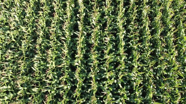 Fly-over aerial drone video of a Vermont corn field. Rows and rows of corn in Autumn in the Northeast America