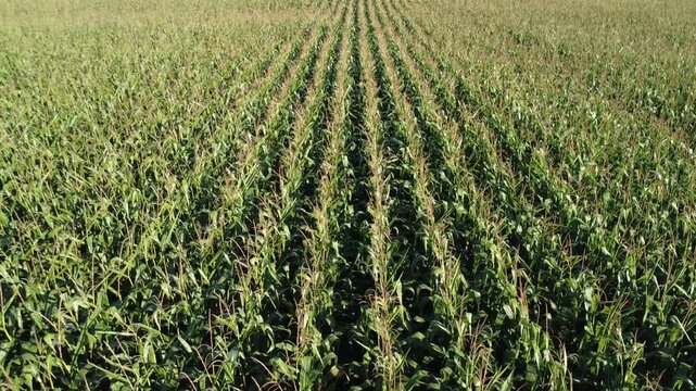 Fly-over aerial drone video of a Vermont corn field. Rows and rows of corn in Autumn in the Northeast America