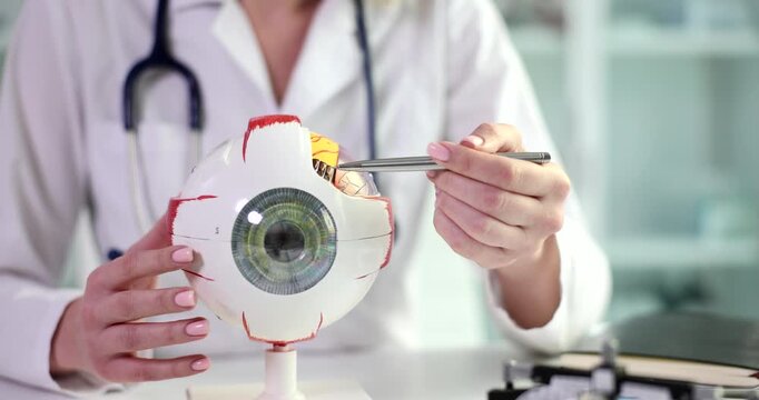 A medical professional carefully examines an anatomical model of the human eye, demonstrating its structures and functions while explaining various components in a clinical setting.