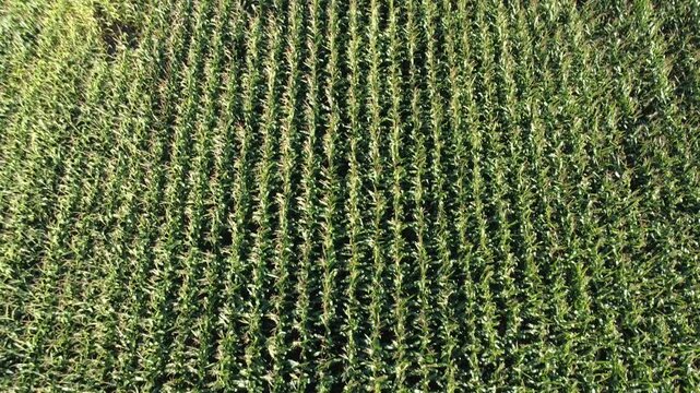 Fly-over aerial drone video of a Vermont corn field. Rows and rows of corn in Autumn in the Northeast America