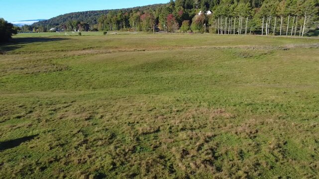 field of cows
