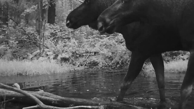 Pair of European moose (Alces alces) drinking water in a forest pond during the rut; September, Central Belarus