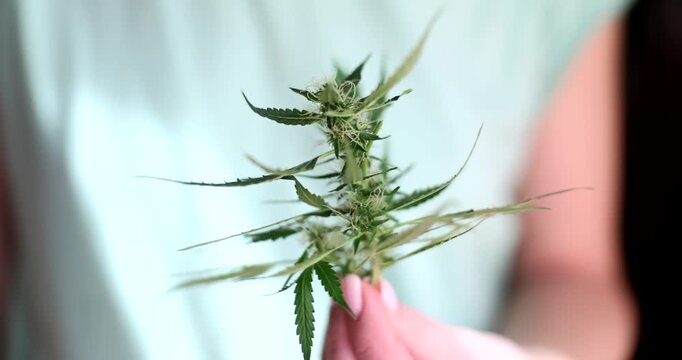 A person holds a cannabis plant delicately, highlighting the intricate leaf patterns and dense buds. The setting is bright, emphasizing the beauty of this botanical marvel.