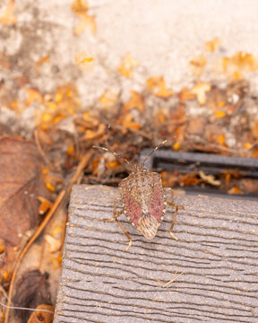 Bio Diversity - Rhaphigaster nebulosa - Mottled shield bug on wooden board