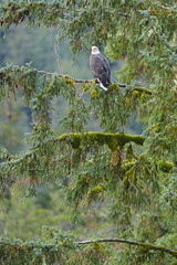 Obraz premium Bird perched in leafy forest canopy