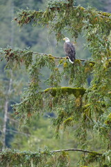 Obraz premium Bird perched on branch in evergreen forest