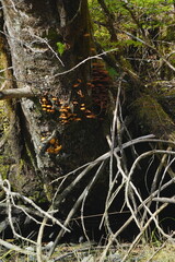 Orange bracket fungi on mossy tree trunk © CaptureQueen