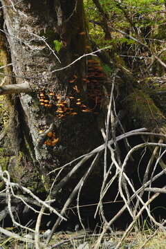 Orange bracket fungi on mossy tree trunk