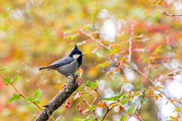 A beautiful Rufous-vented tit (Periparus rubidiventris) perched on a branch, a close-up view at Sandakphu, West Bengal, India © Shubhrojyoti