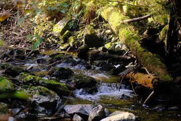 Obraz premium Woodland stream flowing over mossy rocks