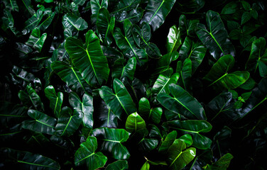 Lush tropical green leaves background, dark moody foliage texture pattern top view © Rangsarit
