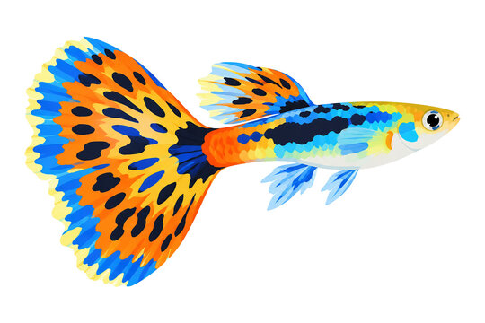 Colorful guppy fish with blue orange and black spots illustration