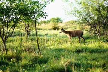 Obraz premium Deer standing in grassy meadow among trees