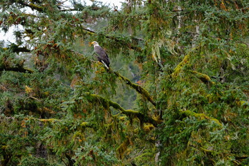 Obraz premium Bird perched on branch in evergreen woodland