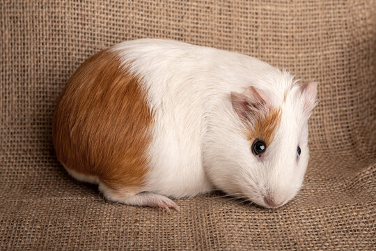 White and Brown Guinea Pig Portrait