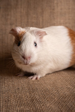 White and Brown Guinea Pig