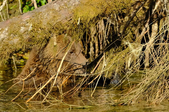Golden dry grass and seed heads in meadow