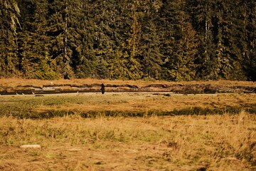 Obraz premium Wooden fence in front of dense evergreen forest