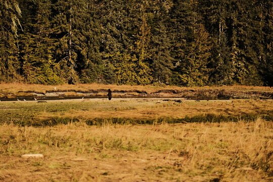 Wooden fence in front of dense evergreen forest