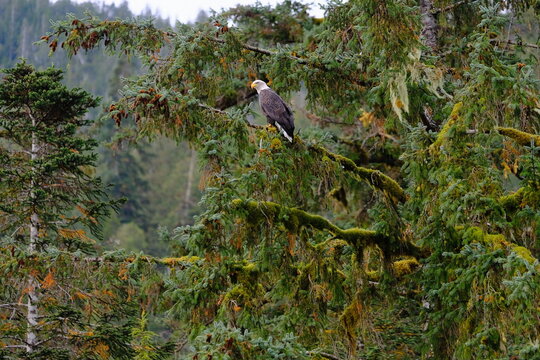 Small bird perched on branch in leafy forest