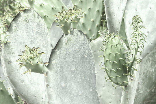 prickly pear cactus plants with bright metallic effect