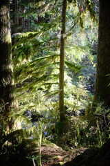Obraz premium Sunlit green forest with mossy tree trunks