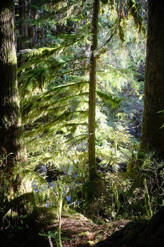 Sunlit green forest with mossy tree trunks