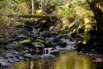 Obraz premium Mossy forest creek flowing through a sunlit woodland