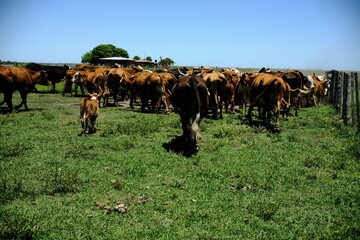 Obraz premium Cattle herd grazing in a green pasture