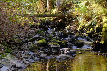 Obraz premium Small forest stream beneath mossy fallen logs