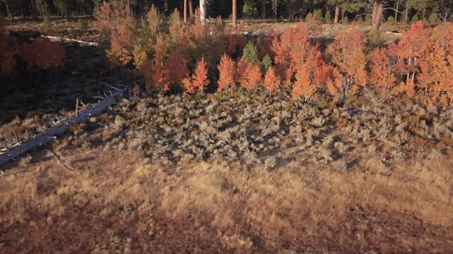 Aerial drone footage of a lateral flyby past golden quaking aspen (Populus tremuloides) trees and a large fallen log in warm morning light near Poison Lake, Lassen County, California.