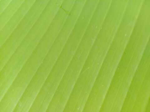 Macro texture of a fresh green banana leaf background. High-resolution shot showing diagonal parallel natural lines and vibrant tropical leaf pattern, perfect for organic background,green leaf texture